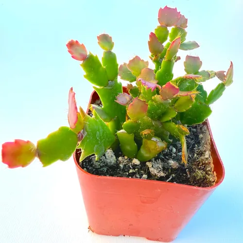 Miniatura 5 de Plantas suculentas vivas, variedades variadas en dos tamaños de maceta, plantas de fácil cuidado para interiores y exteriores, GNEM