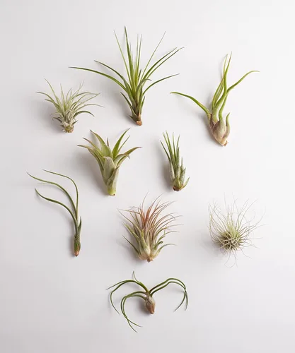 Shop Succulents | Colección variada | Variedad de especies, planta tropical de interior para decoración del hogar, terrarios DIY, paquete de 10