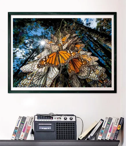 Miniatura 6 de Clementoni - 39732 - Puzzle National Geographic - Mariposas Monarca - Rompecabezas de 1000 piezas, rompecabezas para adultos, rompecabezas