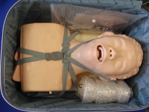 Miniatura 3 de Modelo médico profesional IT-075 del humano de la tráquea de la boca de la anatomía nuevo ANGELUS