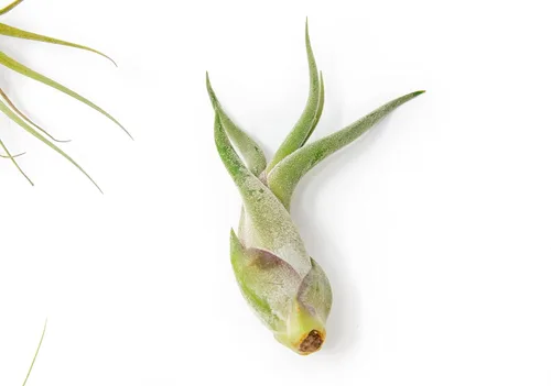 Miniatura 3 de Paquete de 5 plantas de aire clásicas variadas – Plantas suculentas vivas para el hogar – Disponible al por mayor y a granel – Decoración