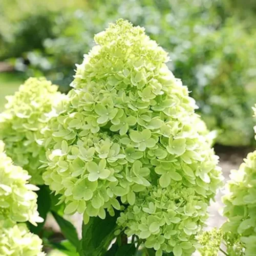 Miniatura 11 de Plantas de árbol de arbusto de hortensias vivas, 5-9 pulgadas de alto, sin maceta, inactivas en invierno, cambian de color, plantación perenne