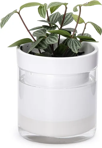 Miniatura 27 de Maceta Phoenix Vine de 6 Pulgadas con Riego Automático, Maceta de Arcilla Terracota con Reservario de Vidrio para Plantas de Interior, Hierbas