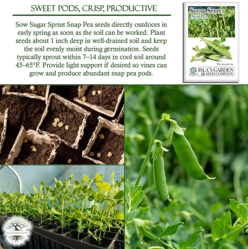 Miniatura 5 de Sugar Sprint Snap Pea Seeds (Pisum sativum) – Más de 25 semillas tradicionales sin OMG de Isla's Garden Seeds, cápsulas comestibles crujientes