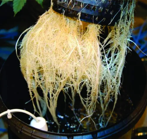 Miniatura 6 de The Atwater HydroPod - Sistema de jardín hidropónico de goteo de doble DWC para cultivo de agua profunda/recirculación - Cubo de burbujas - Sistema