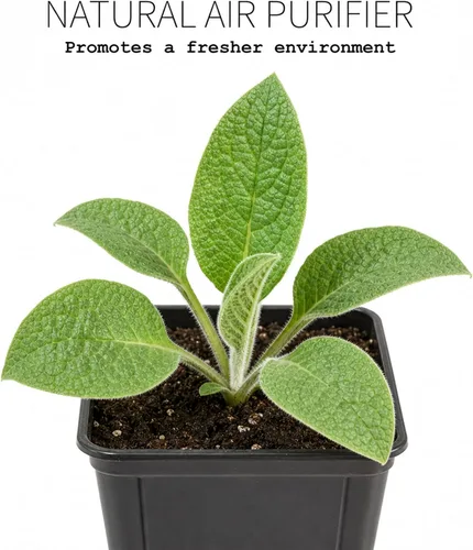 Miniatura 9 de Smoke Camp Crafts Planta de consuelda, Symphytum officinale, hermosas plantas de punto, decoración de jardín, maceta de 2.5 pulgadas
