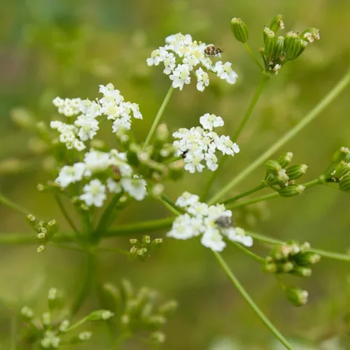 Semillas de jardín de hierbas de alcaravea - 1 oz - Semillas de jardinería de hierbas culinarias y de cocina bienales - Carum carvi