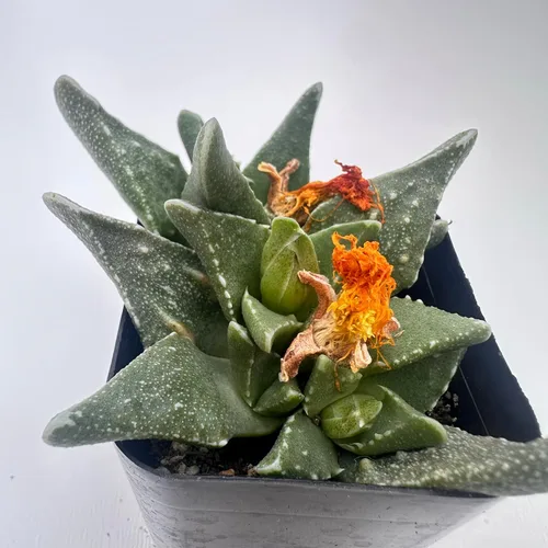 Miniatura 6 de Plantas suculentas vivas, variedades variadas en dos tamaños de maceta, plantas de fácil cuidado para interiores y exteriores, GNEM