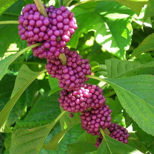 Beautyberry Seeds (Callicarpa Americana) Más de 30 semillas tropicales raras de reliquia en cápsulas de semillas congeladas para el jardinero y