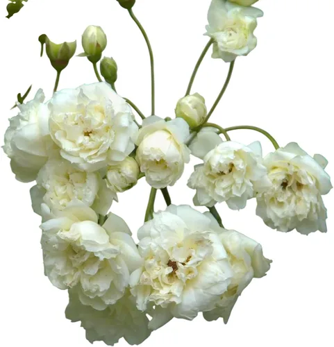 White Lady Banks Rose - Planta de rosas trepadoras vivas, flores blancas sin espinas, vid perenne resistente para vallas, cenadores y enrejados (1