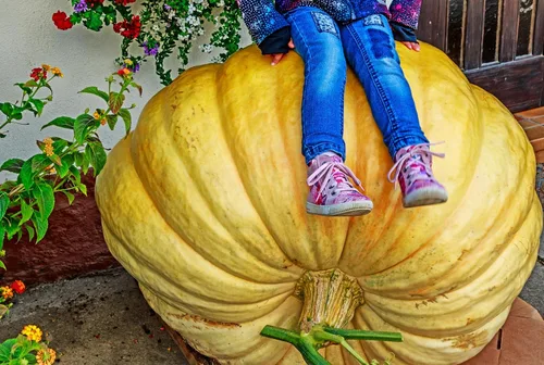 Miniatura 2 de Dills Atlantic - Semillas de calabaza gigante para plantar, 10 semillas premium, sin OMG, Heriloom