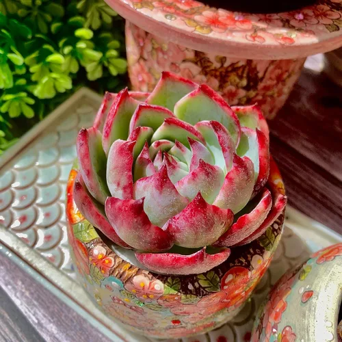 Echeveria Agavoides Cassius - Kit de suculentas abigarradas, con maceta de plástico, 1 cabeza de planta viva de 2.5 pulgadas, suelo comprimido y