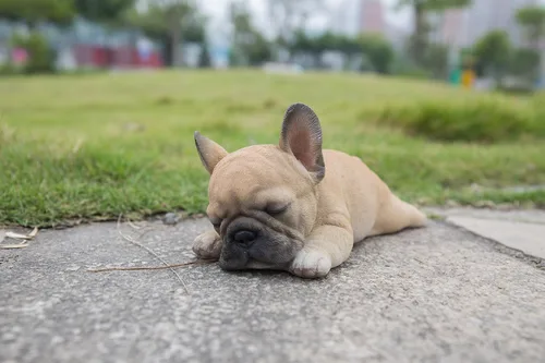 Miniatura 6 de Hi Line 87710-G - Figura de cachorro de bulldog francés durmiendo