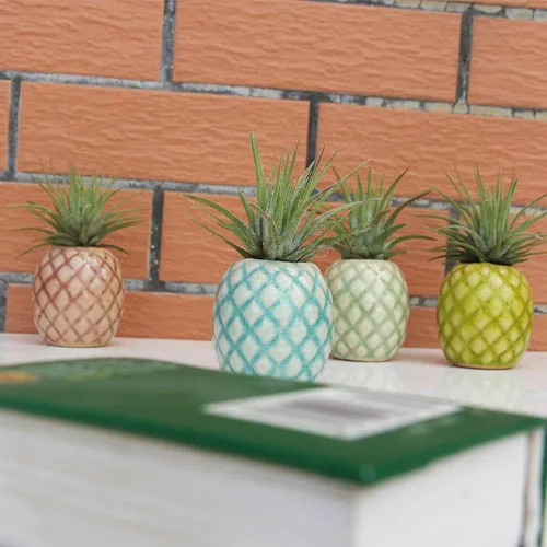 Miniatura 3 de Paquete de 4 soportes únicos para plantas de aire, lindo soporte de pared para plantas de aire de piña, soportes de cerámica Tillandsia para plantas