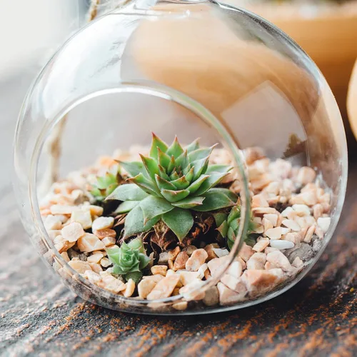 Miniatura 5 de PATIKIL Terrario Globo Redondo Maceta para Plantas de Aire, 3.2 Pulgadas de Alto Vidrio Borosilicato Decoraciones de Mesa para Suculentas