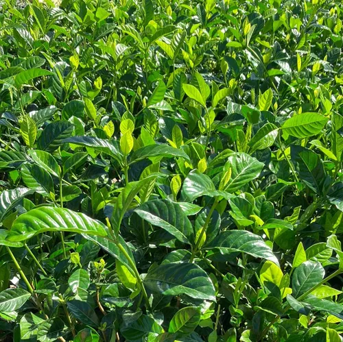 Miniatura 3 de Belmont Gardenia Jasminoides 30 plantas vivas, flores fragantes, follaje de hoja perenne, uso en interiores y exteriores, bajo mantenimiento