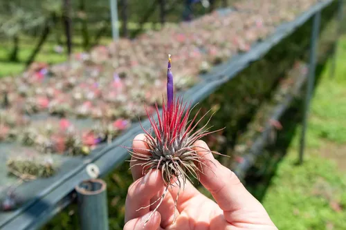 Miniatura 4 de Paquete de 12 plantas de aire Ionantha mexicanas, los colores y la forma varían debido a la estacionalidad, suculentas de Tillandsia vivas