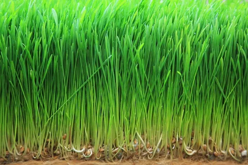Miniatura 6 de Food to Live Polvo de pasto de trigo orgánico, 4 onzas, sin OMG, hoja entera, crudo, no irradiado, puro, vegano, a granel, ideal para jugo, rico