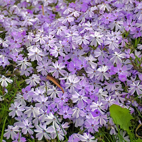 Miniatura 5 de Phlox Subulata Azul esmeralda, Phlox rastrero, Phlox musgo/rosas, cubierta del suelo, perenne mate perenne con codiciadas flores azul-púrpura