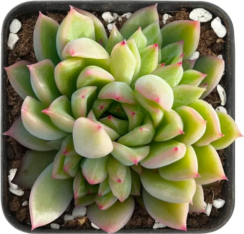 Miniatura 7 de Sprout N Green Echeveria 'Snow Angel', suculenta viva totalmente enraizada en maceta de 2 pulgadas, planta de casa para el hogar, oficina, boda