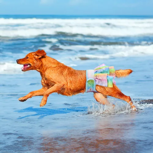 Miniatura 6 de Pañales para perros hembra (paquete de 3), pañales reutilizables para mascotas para perras, lavables, falda de pañal para perros en celo, período