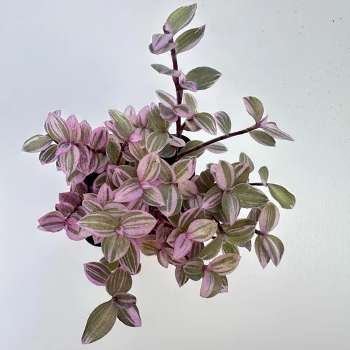 Miniatura 17 de Plantas suculentas vivas, variedades variadas en dos tamaños de maceta, plantas de fácil cuidado para interiores y exteriores, GNEM