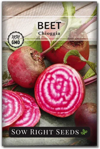 Sow Right Seeds - Semillas de remolacha Chioggia para plantar - Paquete de reliquia sin OMG con instrucciones para plantar y cultivar un huerto