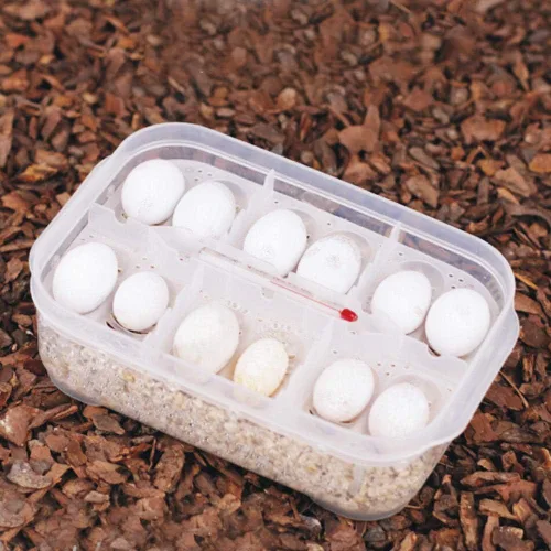 Miniatura 5 de Caja de cría de reptiles, incubadoras de huevos de reptiles de plástico con tapa transparente para eclosionar, lagartos, melena de león, reptiles