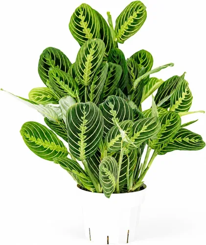 Miniatura 25 de Agloanema Garnet House Plant, Chinese Evergreen Live Plant for Indoor Spaces, Colorful Aglaonema Live Plant, Feng Shui Plants Live Houseplants for