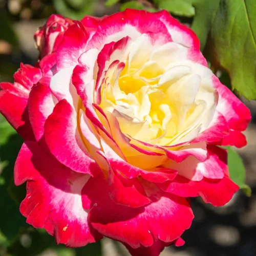 Miniatura 2 de Rose Bush - Planta viva de rosas trepadoras, arbusto vivo a raíz desnuda con tierra de 7 a 10 pulgadas de alto, rosas fragantes arbustos de rosas