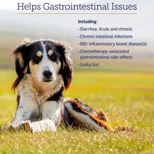 Miniatura 5 de Rx Vitamins NutriGest Cápsulas para gatos y perros - Probióticos para la salud digestiva mejorados con glucosamina para apoyo a la salud intestinal