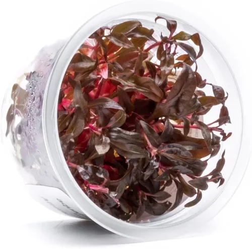 Miniatura 17 de Planta viva SubstrateSource - Hierba enana Eleocharis Belem cultivada en tejidos acuáticos para acuario - 100% libre de caracoles en copa in vitro