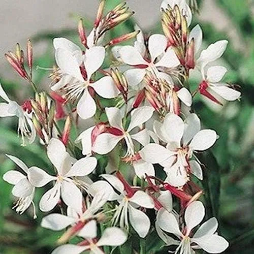 Semillas Gaura (paquete de 25 semillas) (Gaura Lindheimeri)