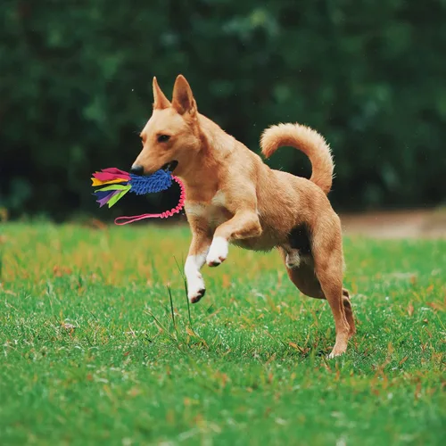 Miniatura 3 de wodoca Juguete de remolcador para perros, juguetes para perros para masticadores agresivos, juguete de cuerda fuerte para chirridos, juguete
