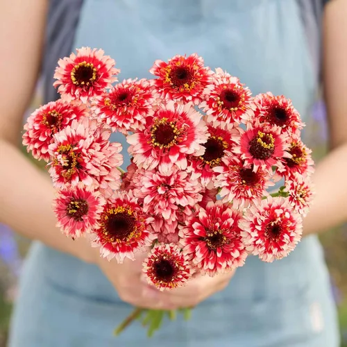 Miniatura 117 de Eden Brothers - Semillas de zinnia, cactus con flores, sin OMG, plantar en primavera, paquete, flores de bajo mantenimiento, zonas 3, 4, 5, 6, 7, 8