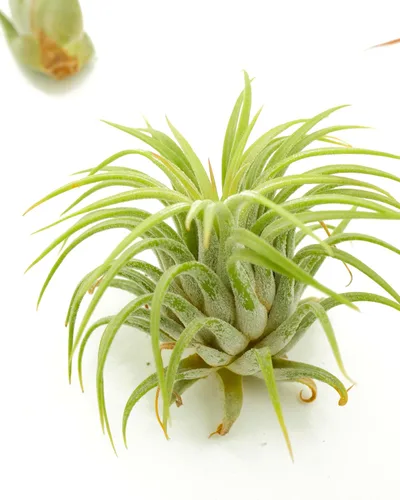 Miniatura 3 de Shop Succulents Colección variada Variedad de especies, planta tropical de interior para decoración del hogar, terrarios DIY, paquete de 20
