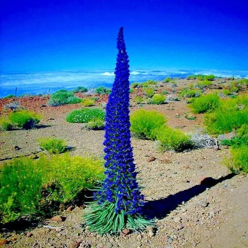 Semillas frescas - 20 semillas de flores Pride of Madeira Blue Tower of Jewels Planta de jardín