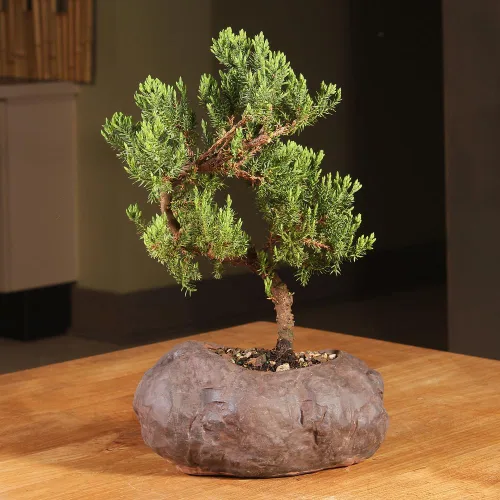 Miniatura 4 de Brussel's Bonsai - Árbol bonsai de enebro montículo verde, para exterior, mediano, 5 años, de 15 a 25 cm de altura, incluye maceta de roca
