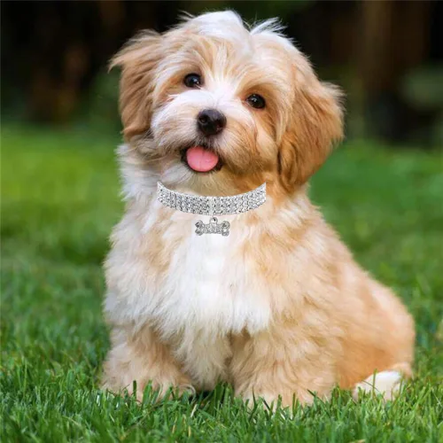 Miniatura 6 de Collar para perros, collar de gato, bonito y moderno con cristales brillantes de hueso, 3 filas de diamantes de imitación para mascotas, joya