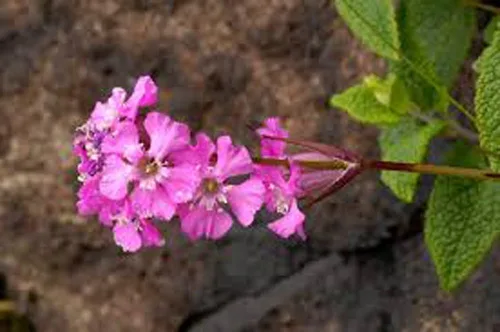 Miniatura 2 de Semillas de flores de catchfly, 100 semillas, hermosas flores de rosa carmesí