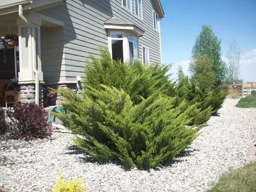Miniatura 2 de Juniperus Chinensis - Arbusto de detección de bordes de hoja perenne resistente al frío tolerante a la sequía