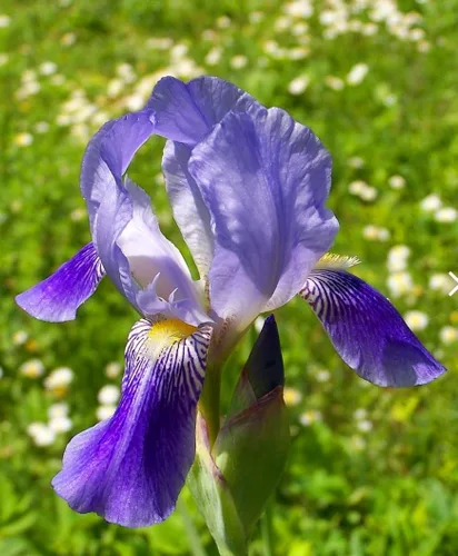 120 semillas de iris mezcladas impresionantes perennes, fragantes raros azules mágicos bicolor de la bandera siberiana flor