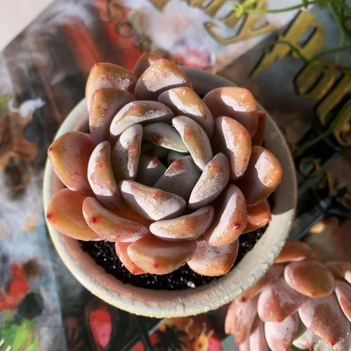 Miniatura 18 de Dudleya Gnoma S.W.McCabe Plantas suculentas raras vivas, 5-7 cabezas de 3.5" Raíz desnuda sin maceta y tierra, decoración para jardín