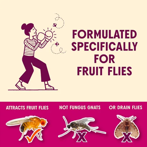 Miniatura 4 de Trampa para Moscas de la Fruta FlyPunch de Aunt Fannie's para Uso en Interiores y Cocina, Lista para Usar, Hecha con Ingredientes de Base Vegetal