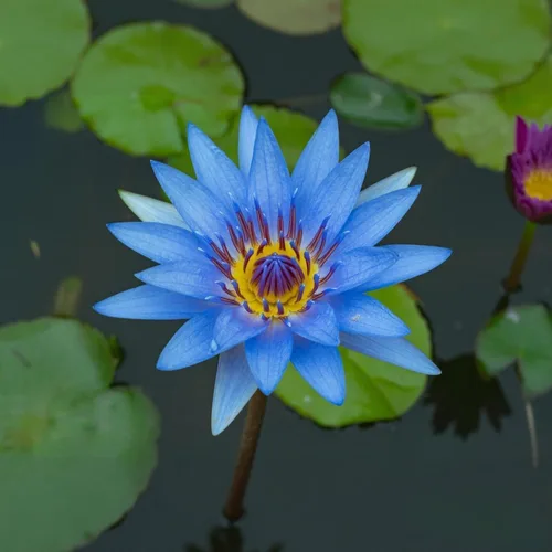 Miniatura 3 de 160 semillas de loto de colores mixtos para plantar, loto bonsái sin OMG, flor de lirio de agua, plantas acuáticas de fácil cultivo para estanques