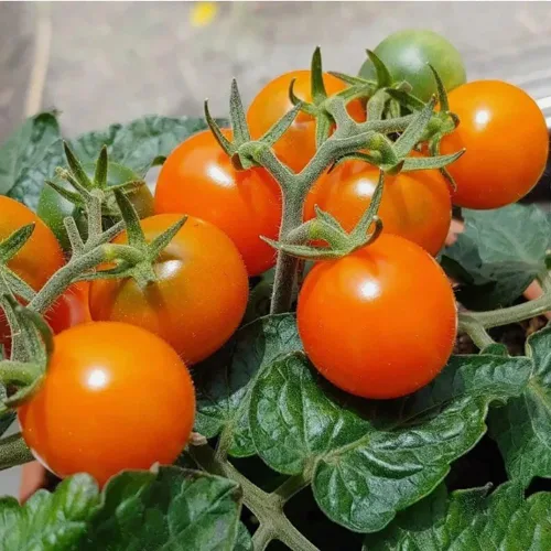 100 semillas de tomate micro enano con sombrero naranja, semillas de reliquia sin OMG