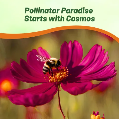 Miniatura 5 de Outsidepride Sonata Purple Cosmos Bipinnatus Seeds – 50 piezas anuales, fáciles de cultivar y tolerantes a la sequía, semillas de flores