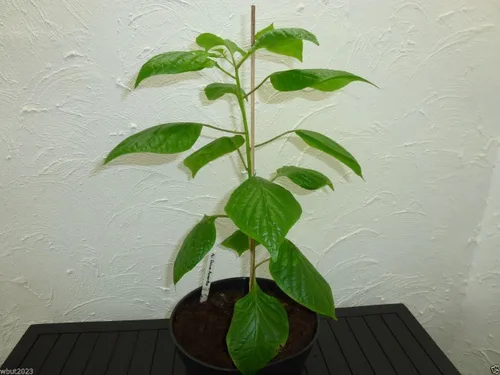 Miniatura 2 de Aji Dulce Amarillo, Semillas de PIMIENTA Aji Dulce (C.chinense) de Venezuela.(20 Semillas)