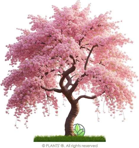 Miniatura 3 de Cerezo Japonés Semillas Premium Prunus serrulata 'Spring' Pink Bloom Plants'® (Premium Seeds, 20)