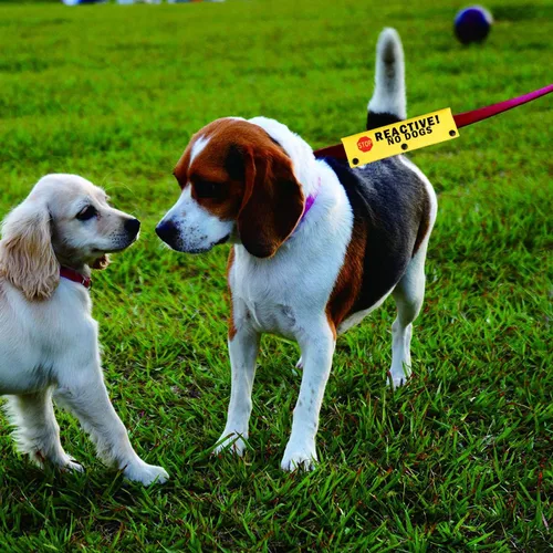 Miniatura 4 de Divertida correa para perro reactiva sin perros, correa envolvente para perro, regalo de cumpleaños para mascotas (Reactive No Dogs-YE Sleeve)